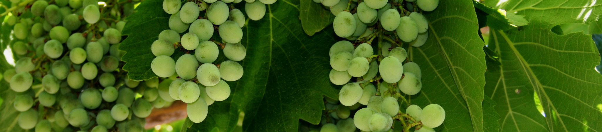 GREECE 2006 © Jones