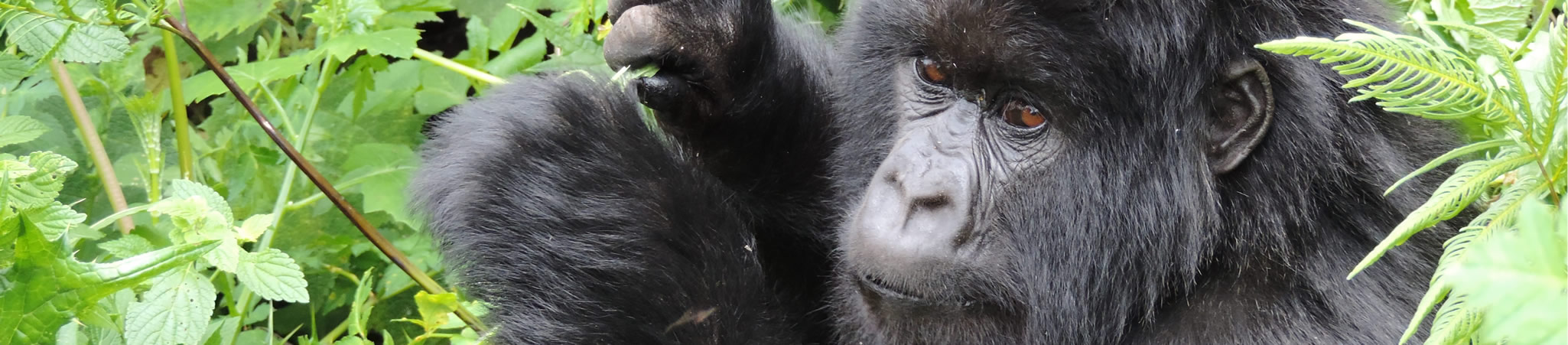 RWANDA © Trevor Jones