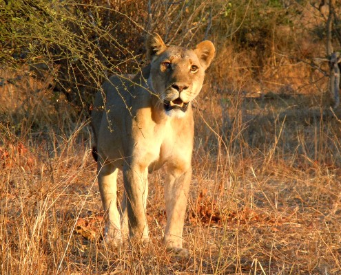 Botswana © Nadine Jones