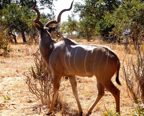 Botswana © Nadine Jones
