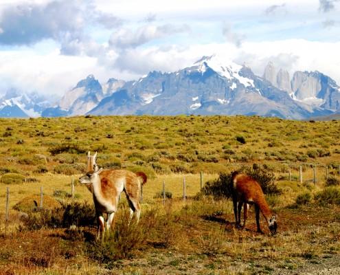 Chile © Trevor Jones