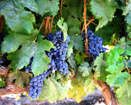 Peru © Trevor Jones