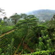 SRI LANKA © Nadine Jones