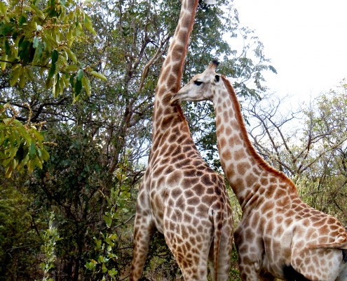 Zambia © Nadine Jones